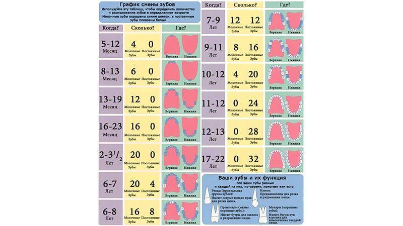 Смена молочных зубов на постоянные у детей: схема и рекомендации
