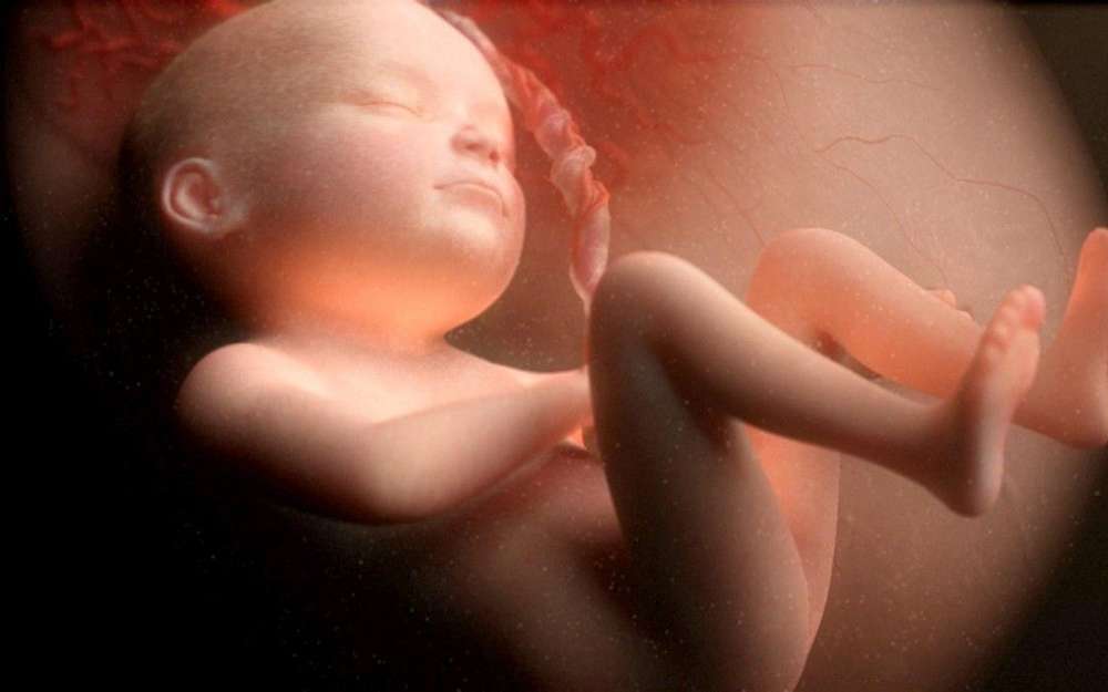 Одноразовые органы:
10 вопросов о том, что происходит во время беременности