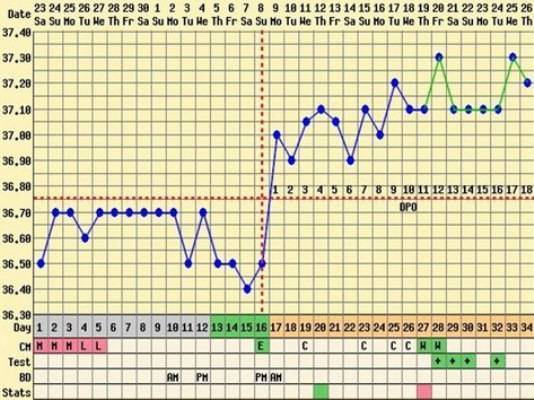 Определение беременности по базальной температуре: как и где измерить - goodmummy.ru