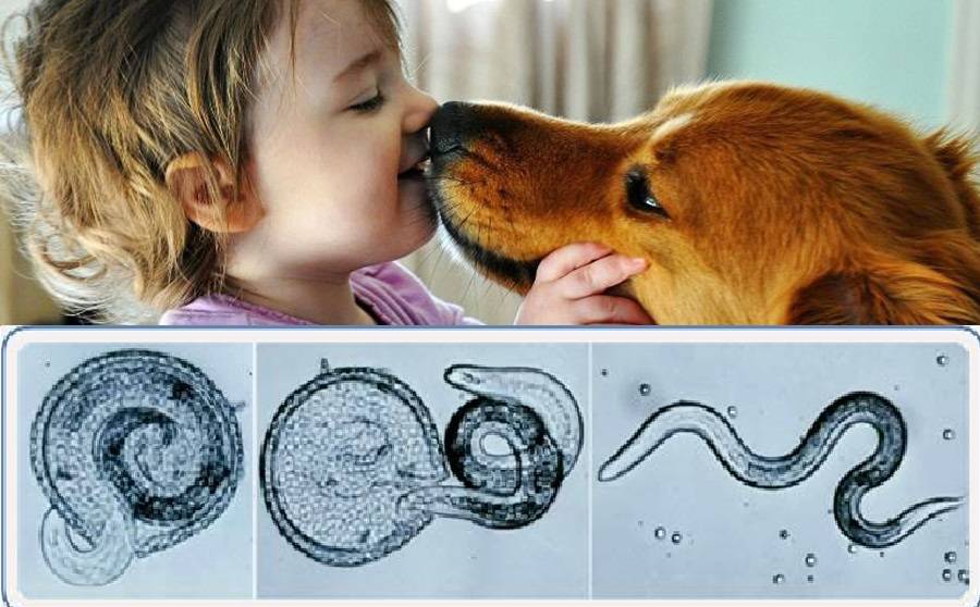 Токсокароз собак - симптомы, лечение паразитарных заболеваний у собак в москве. ветеринарная клиника "зоостатус"