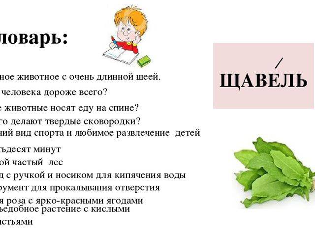 Щавель детям: с какого возраста можно давать продукт, допустимо ли в 1 год, когда может возникнуть негативная реакция и иные советы