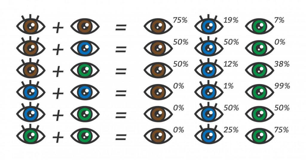 Факторы, влияющие на цвет глаз