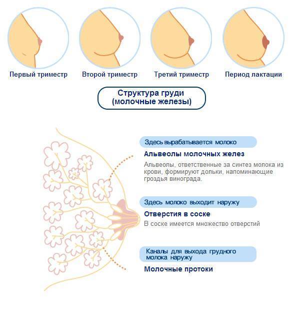 Масталгия молочной железы (боль в молочной железе): симптомы, диагностика, лечение, профилактика
