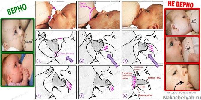 Как приучить новорожденного ребёнка правильно брать материнскую грудь