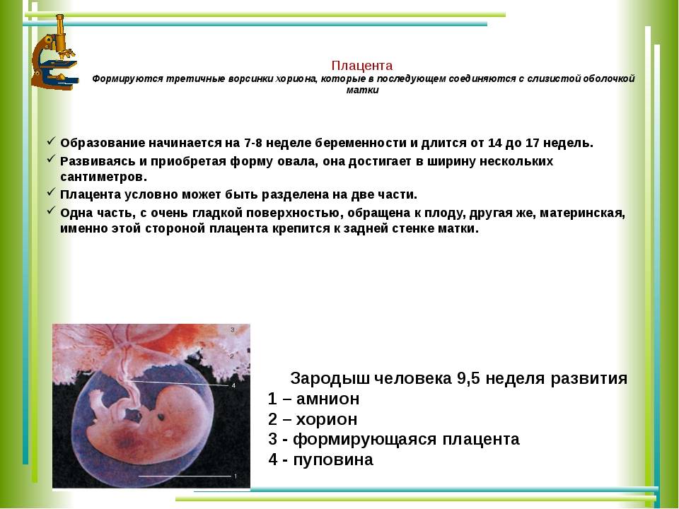 ᐉ когда сформировывается плацента. как происходит созревание плаценты во время беременности - ➡ sp-kupavna.ru
