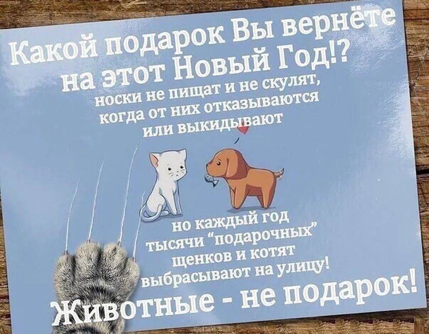 Котенок как подарок к новому году