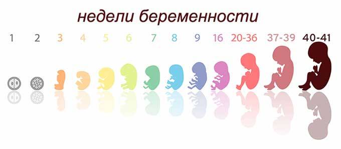 Развитие новорожденного по неделям: физиологическое и психическое развитие малышей в первые 28 дней жизни