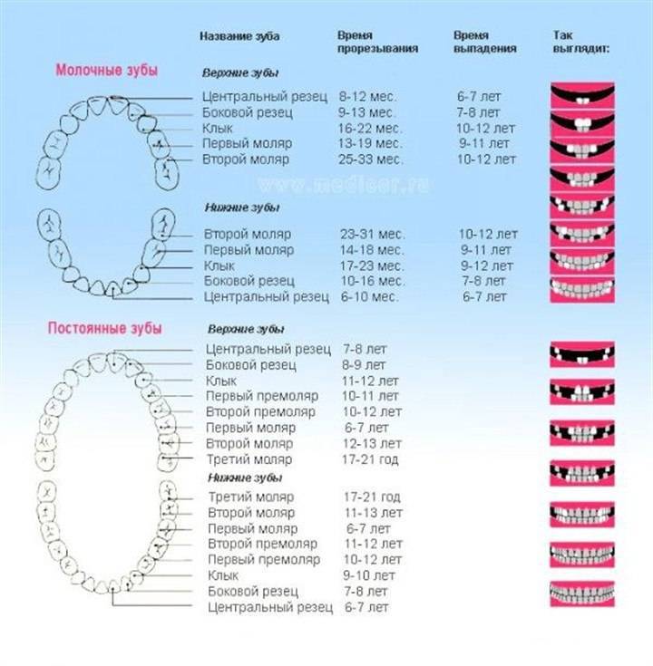 Порядок смены молочных зубов у детей: сроки и схема