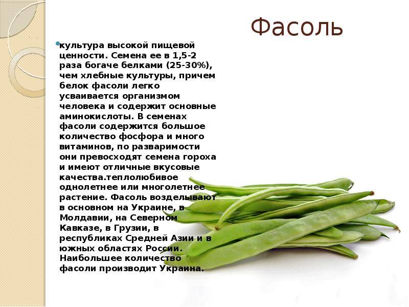 Стручковая фасоль при грудном вскармливании