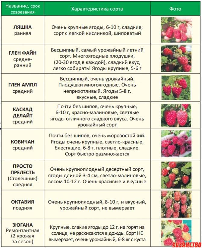 Крыжовник для детей - мамин советник