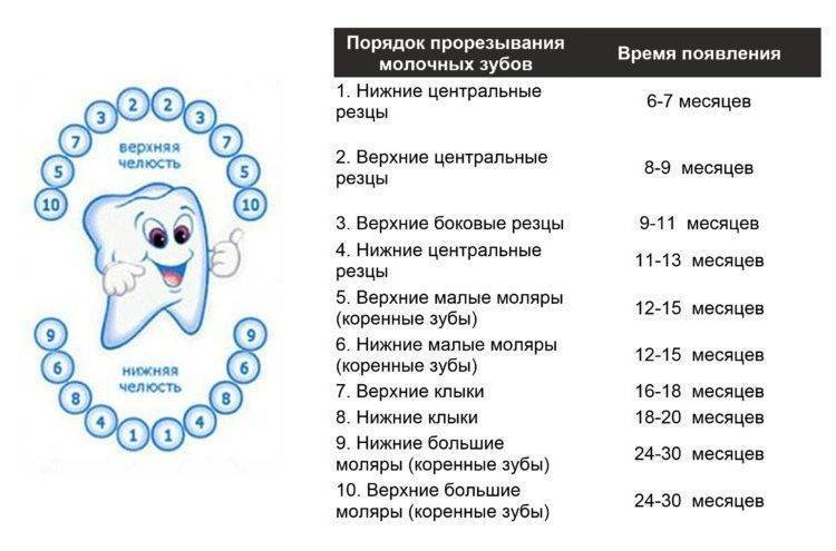 Последовательность прорезывания зубов у детей (12 фото): как лезут зубы, симптомы