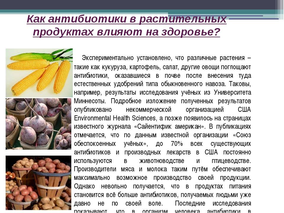 Влияют ли антибиотики. Антибиотики в растительных продуктах. Лекарственные растения с антибиотиками. Антибиотики в пищевых продуктах. Растительный антибиотик.