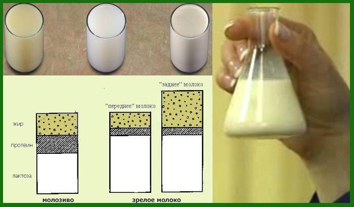 Как проверить жирность грудного молока в домашних условиях