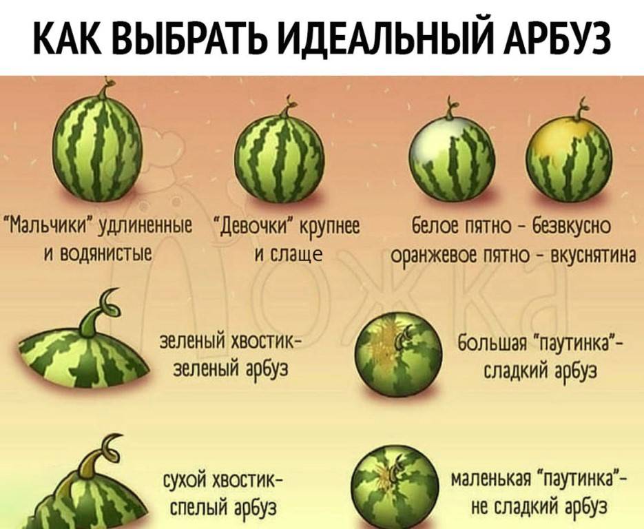 Как правильно выбрать спелый и сладкий арбуз