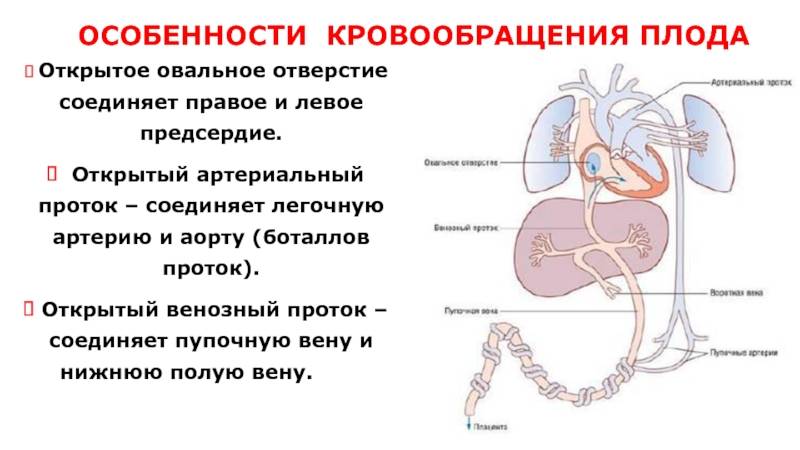 Кардиогенез :: развитие кровеносной системы - изменения кровообращения после рождения. (б.карлсон основы эмбриологии по пэттену)
