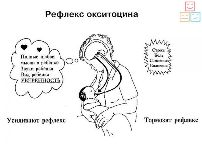 Меню кормящей мамы: капуста, чеснок, кофе реабилитированы. разрушаем стереотипы