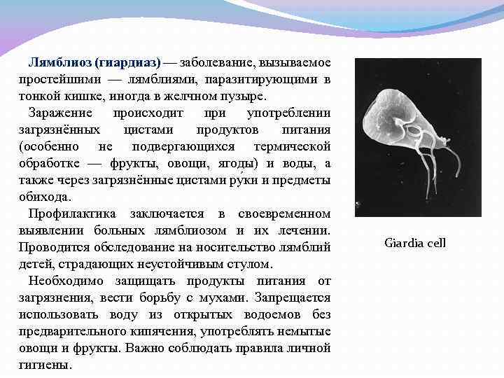 Лямблиоз у детей - симптомы и лечение