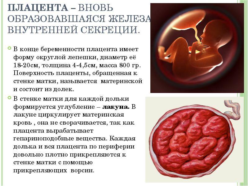 Развитие эмбриона по неделям | как развивается эмбрион