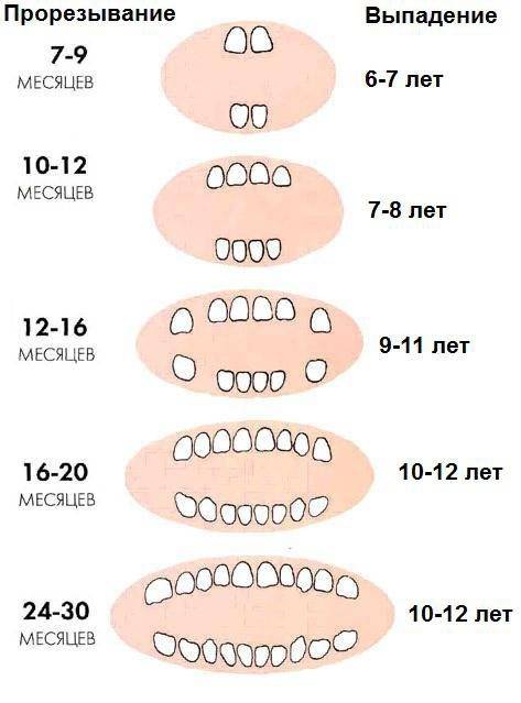 Прорезывание молочных зубов у детей: сроки, схема, порядок появления