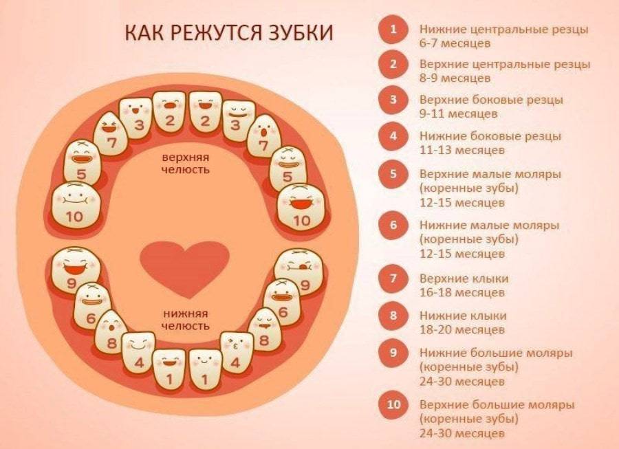 Со скольких месяцев режутся первые зубки и в какой последовательности
