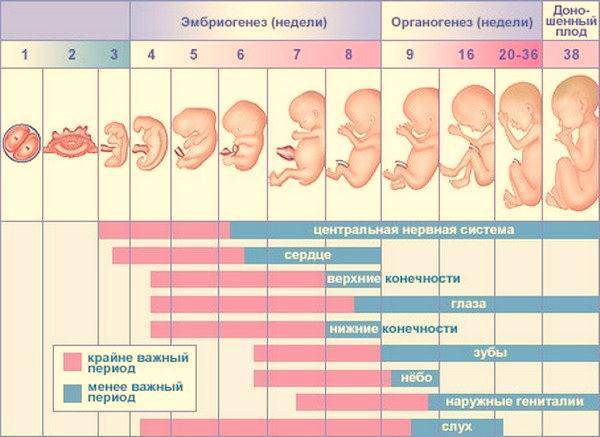 Беременность на ранних сроках: какие ощущения в животе, можно ли определить это состояние на ощупь?