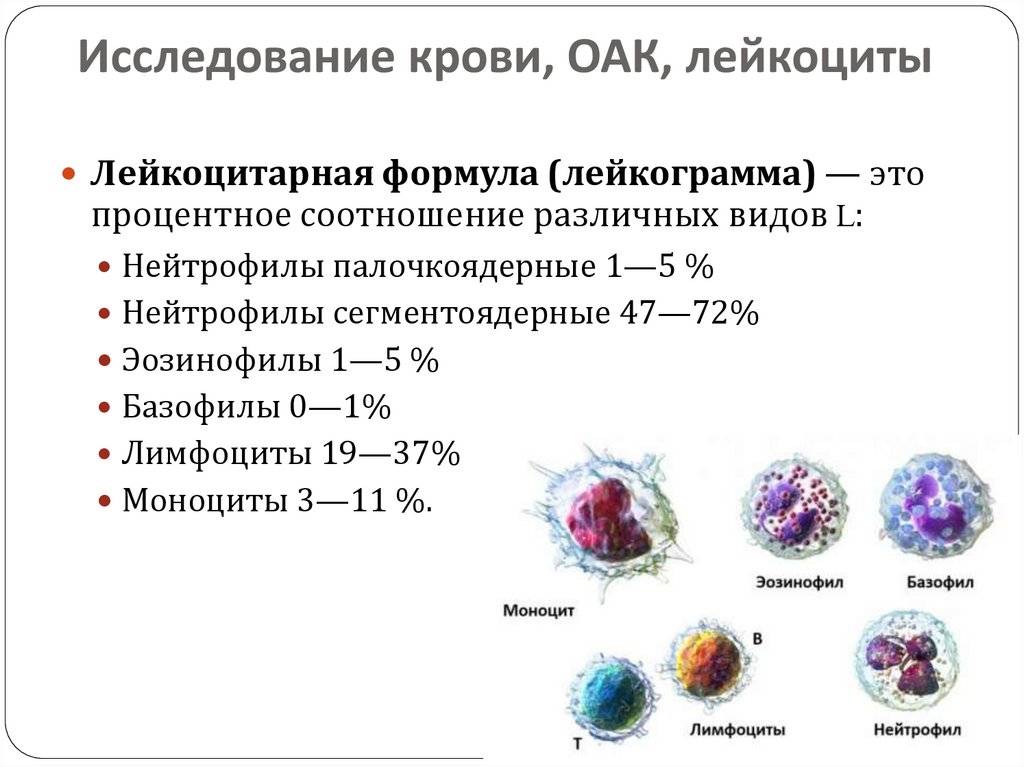 Мазок из носа на цитологию и анализ на цитологию мокроты
