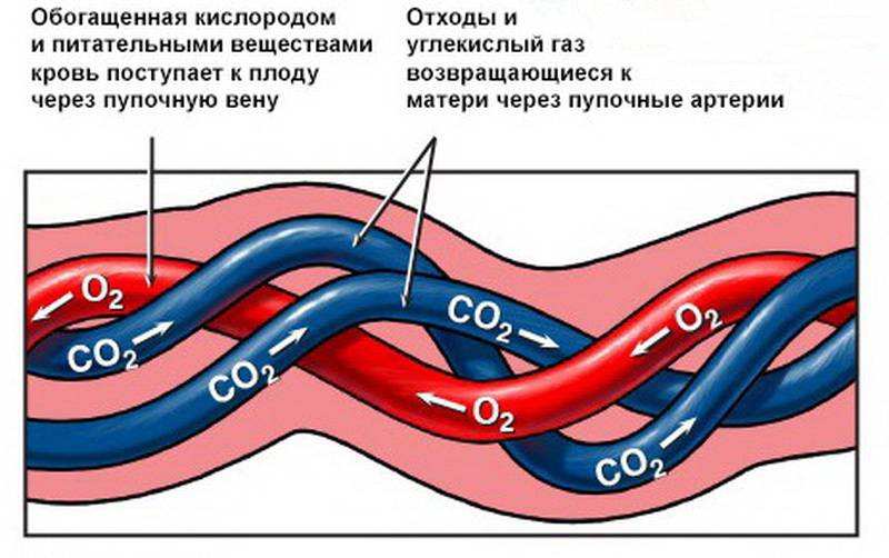 Кровоток в артерии пуповины норма — 25 рекомендаций на babyblog.ru