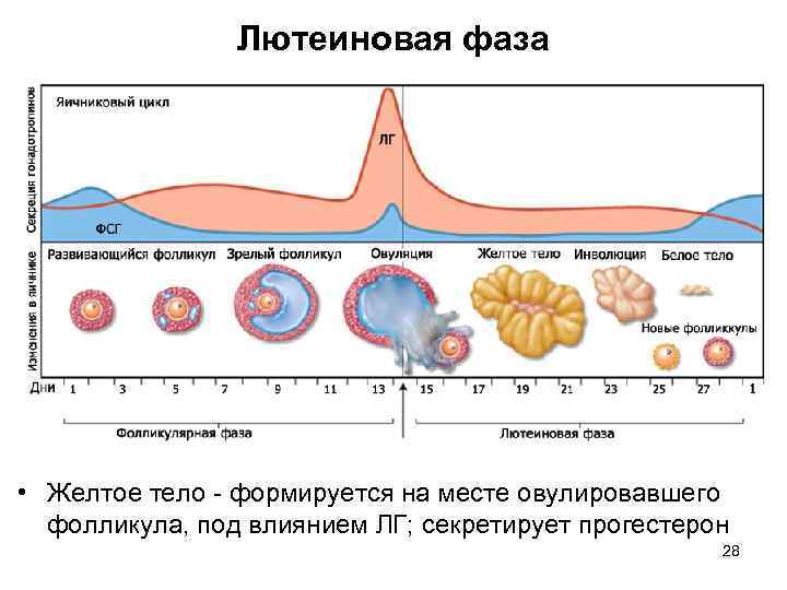 Размер фолликула при овуляции: физиология, размеры, наиболее частые вопросы | pro-md.ru