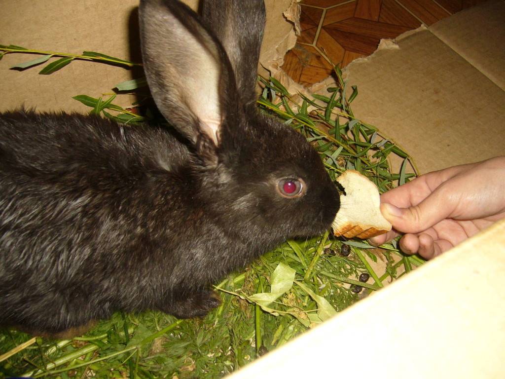 Кролик для кормящей мамы