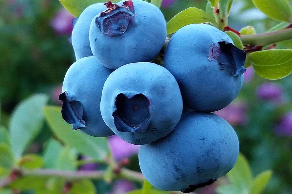 Гипоаллергенная диета для кормящих мам и детей - сибирский медицинский портал