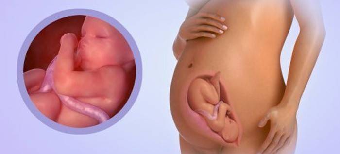 17 недель шевеление плода. Многоводие при беременности лечится или нет. 24 Неделя сколько ребенок должен пинаться. Как в норме должен толкаться ребенок на 30 неделе.