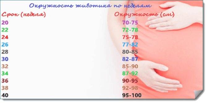 Окружность живота при беременности по неделям норма - krasgmu.net