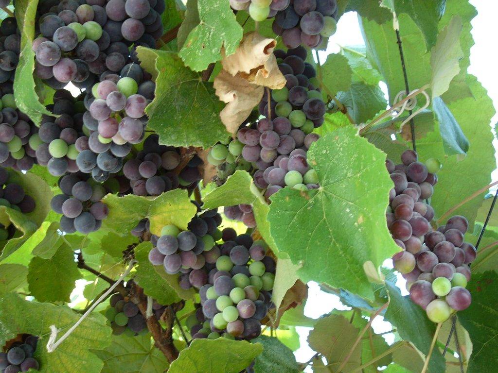Виноград при грудном вскармливании: за и против