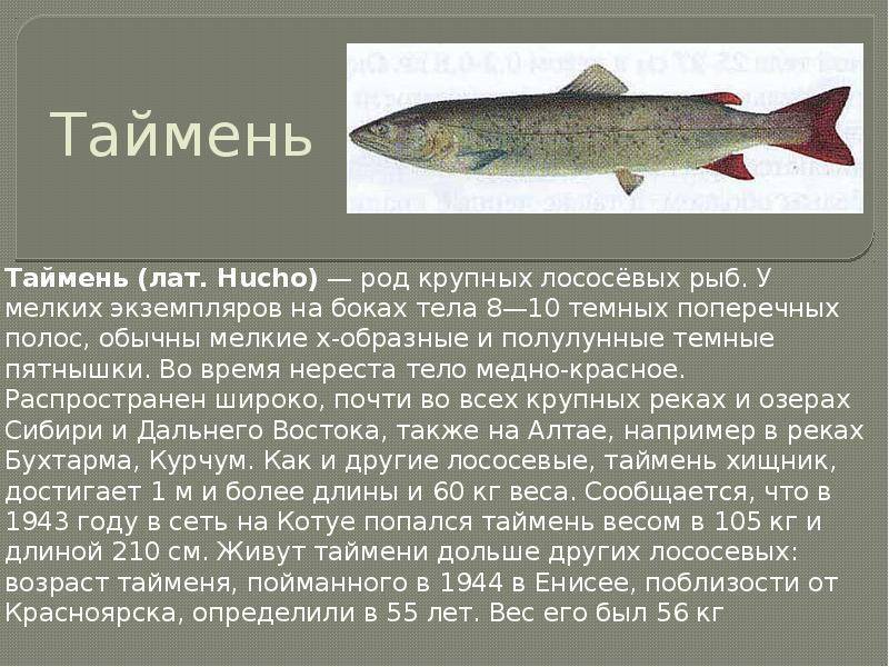 Скумбрия для детей. рыба в рационе малыша: когда давать и как приготовить. в каком количестве можно давать скумбрию детям