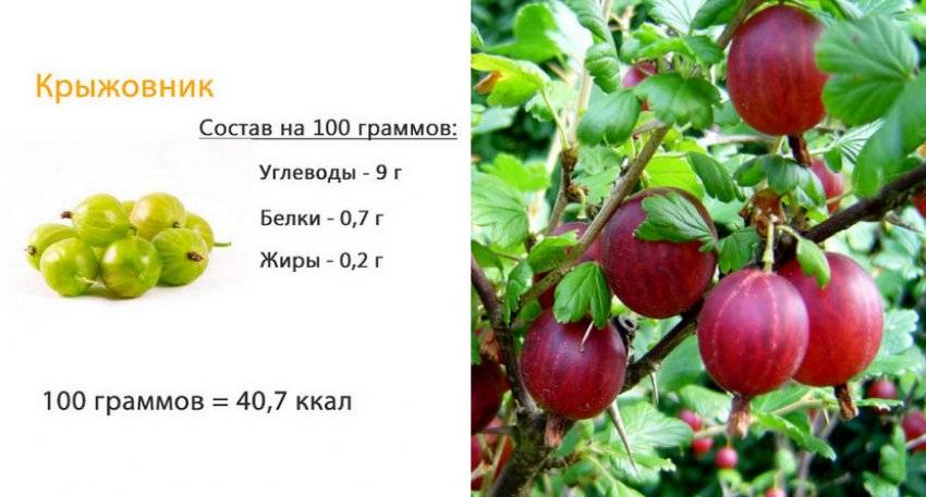 Крыжовник: польза для ребенка