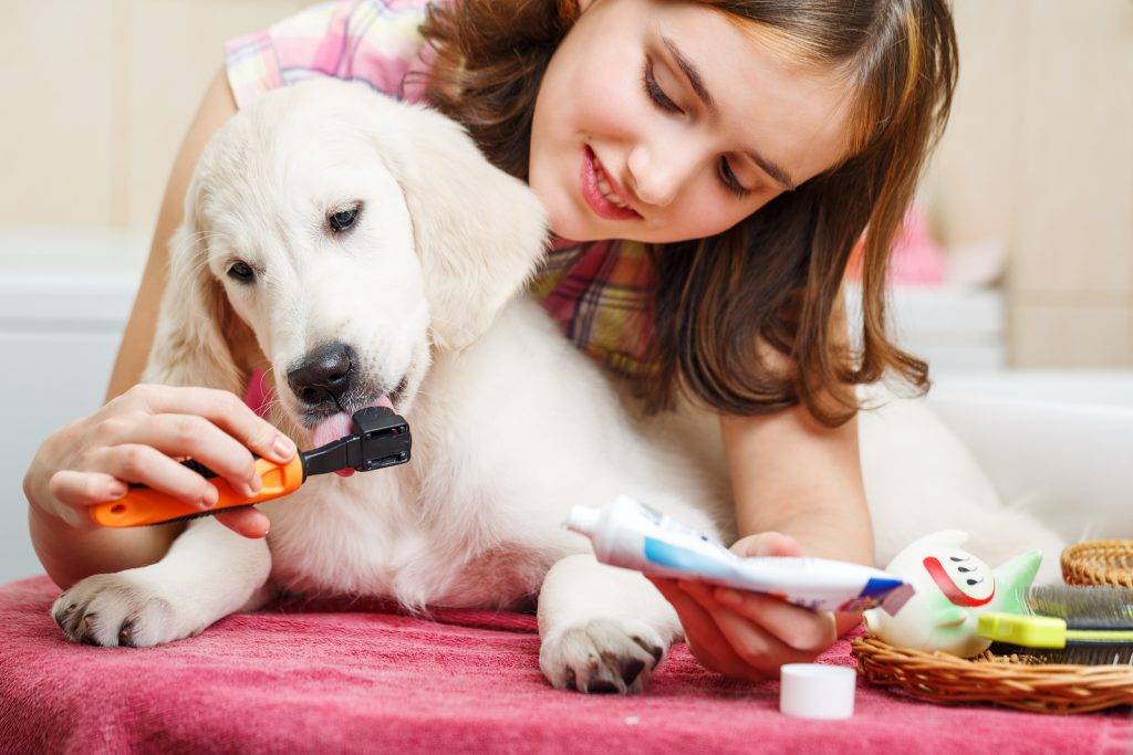 Детский психолог рассказала, какие обязанности по уходу за домашними животными можно доверить детям в соответствии с их возрастом