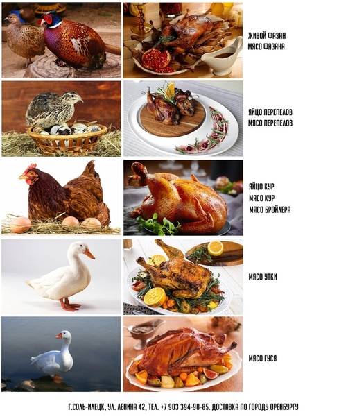 Мясо гуся при гв — все о детях