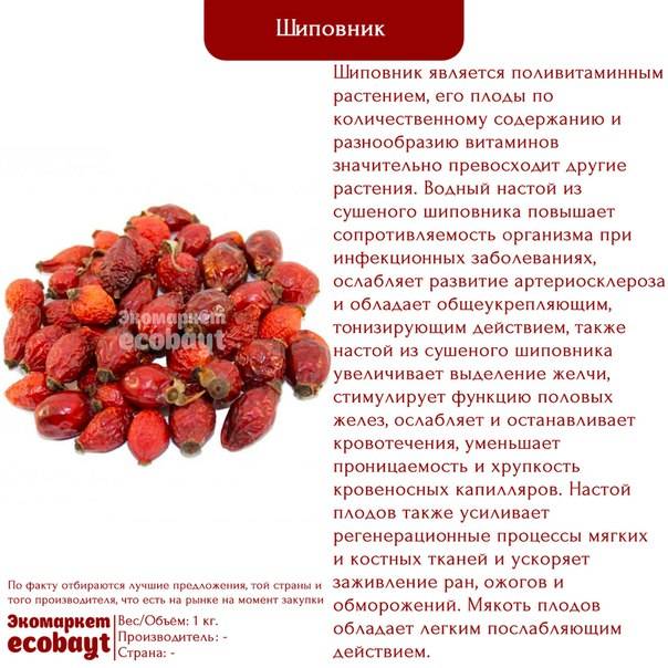 Шиповник при грудном вскармливании: можно ли, в чем ценность и польза?