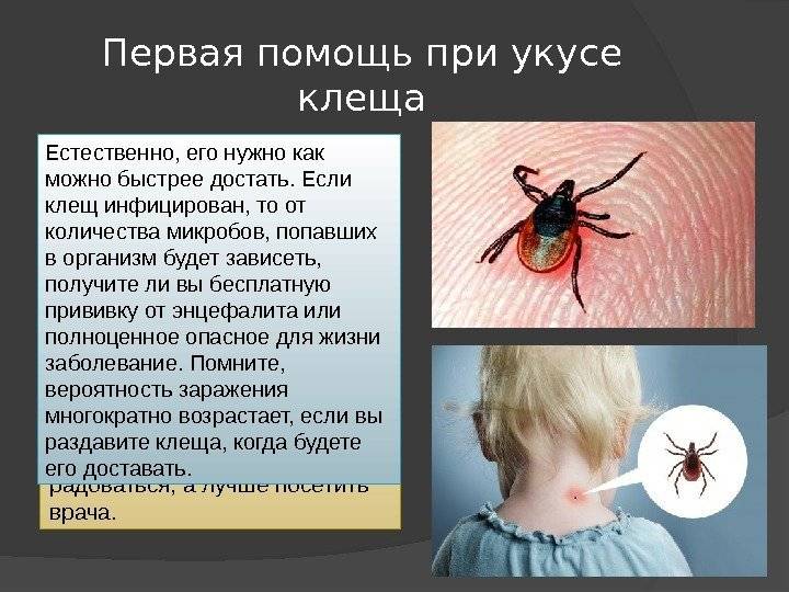 Клещевой энцефалит у детей - симптомы болезни, профилактика и лечение клещевого энцефалита у детей, причины заболевания и его диагностика на eurolab