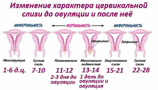 Гипоменорея: причины, симптомы, диагностика и лечение