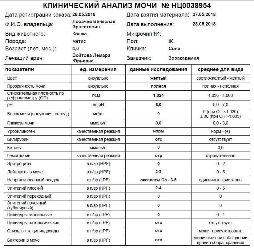 Эпителий в моче. Анализ мочи эпителий плоский норма. Эпителий в моче норма. Анализ мочи эпителий плоский норма у женщин. Эпителий плоский в моче норма.