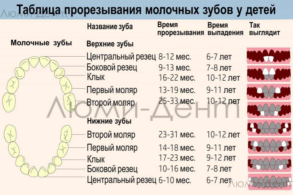 Молочные зубы которые выпадают схема