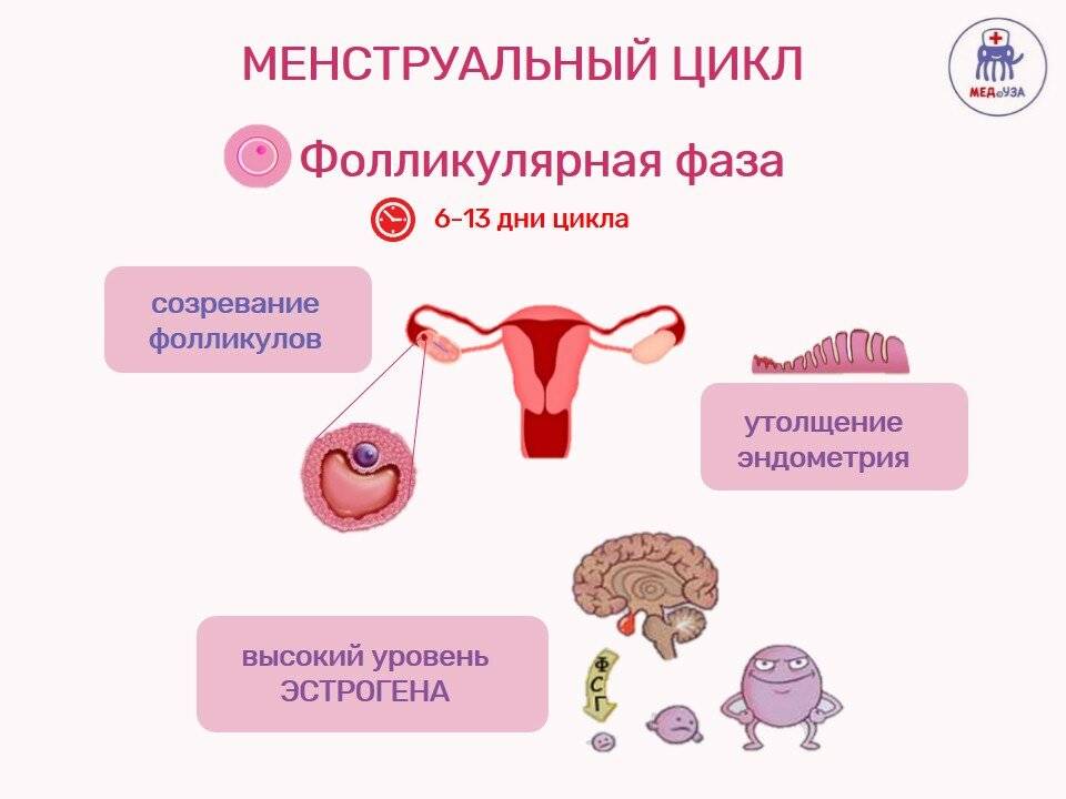 Эндометриоз матки:  симптомы и лечение у женщин. советы врача-гинеколога