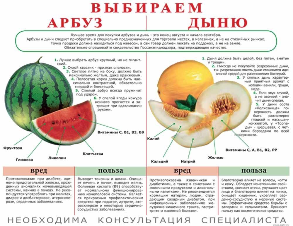Дыня при грудном вскармливании: полезные свойства фрукта и правила его употребления