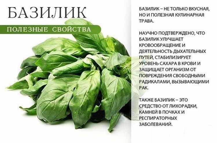 Можно ли есть листовой салат при грудном вскармливании
