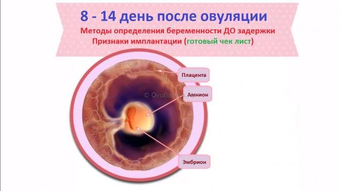 Имплантация эмбриона (25 фото): признаки имплантации в матку плодного яйца, симптомы позднего и раннего прикрепления, базальная температура и ощущения