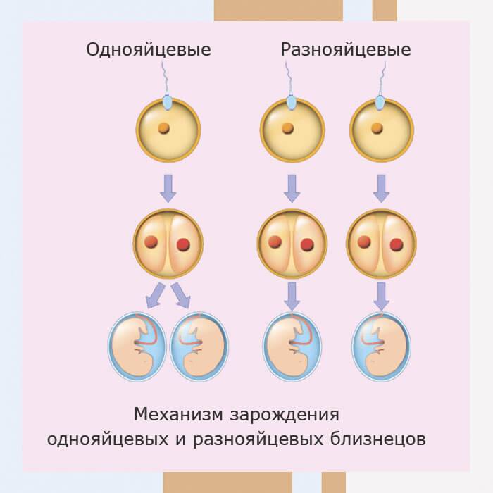 Вероятность рождения двойни после эко: особенности протекания беременности и риски для женщины
