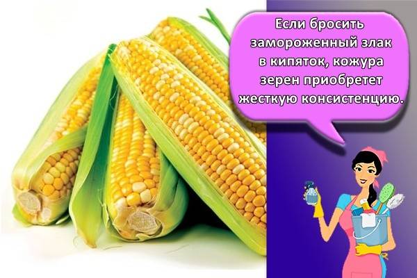 Вареная кукуруза польза или вред для здоровья