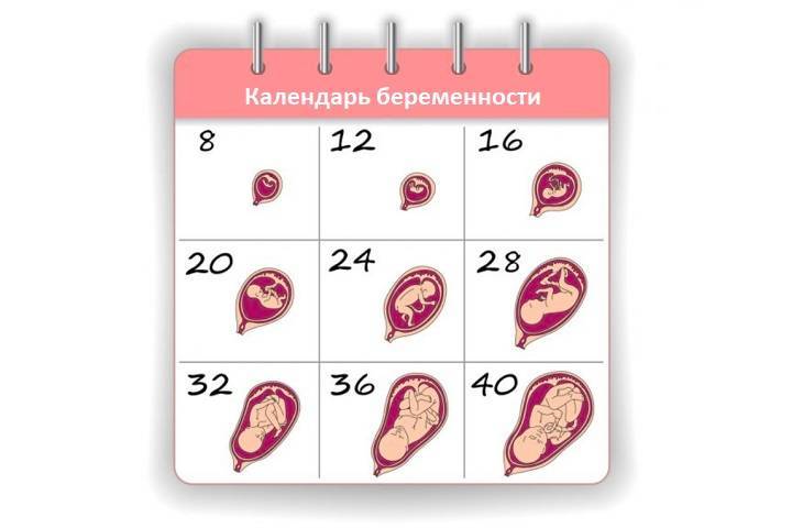 Калькулятор беременности онлайн: рассчитать срок беременности по неделям и дням с описанием