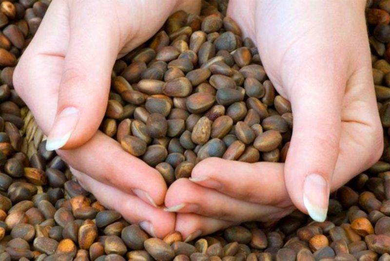 Кедровые орехи: польза или вред для кормящей мамы?